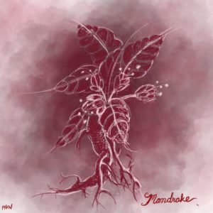 mandrake flower