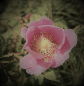 eglantine flower