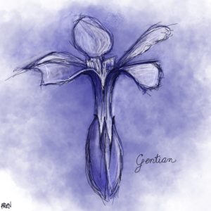 gentian flower