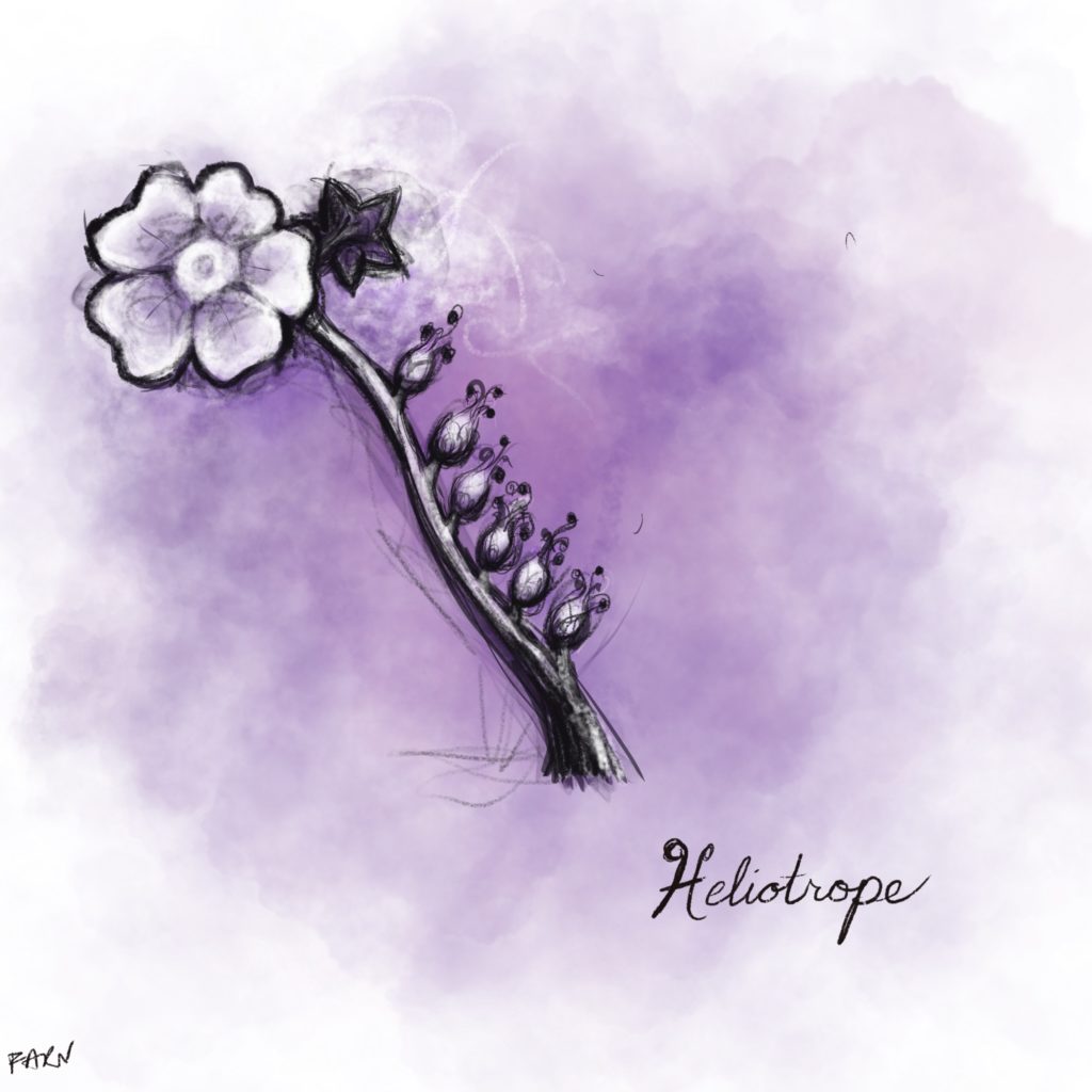 heliotrope flower