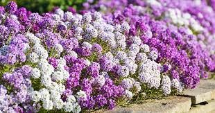 Sweet Alyssum plant